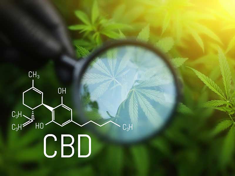 endocannabinoidsystem - Edelhanf - Ihr Premium CBD Shop