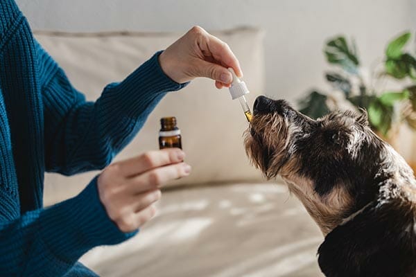 CBD Oel Hund - Edelhanf - Ihr Premium CBD Shop