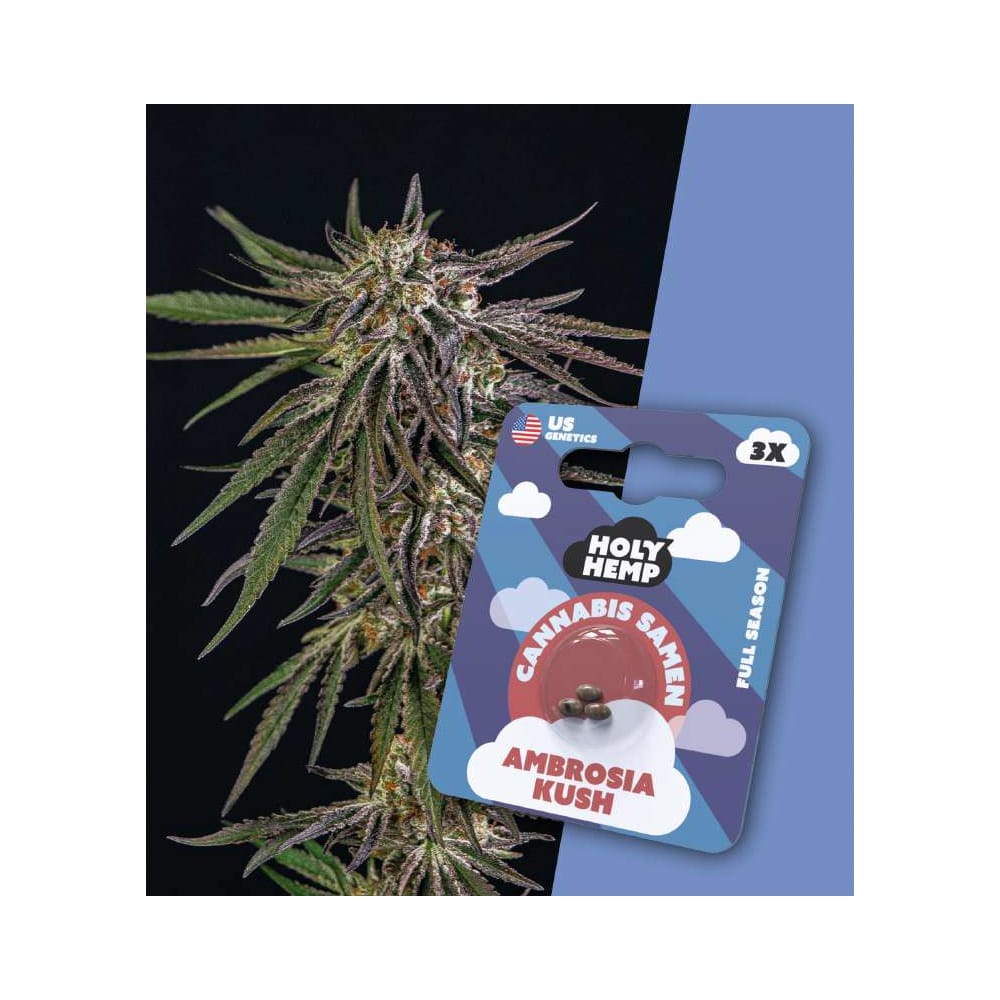 Holy Hemp Ambrosia Kush Cannabis Samen Full Season - Ambrosia Kush THC Samen Holy Hemp Ambrosia Kush Cannabis Samen