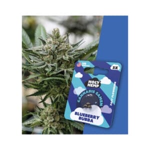 HolyHemp Blueberry Bubba Cannabis Samen