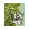 Holy Hemp Chocolate Mint OG Cannabis Samen Auto Flowering - Chocolate Mint OG THC Samen Holy Hemp Chocolate Mint OG Cannabis Samen