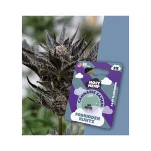 Holy Hemp Cannabis Samen Forbidden Runtz