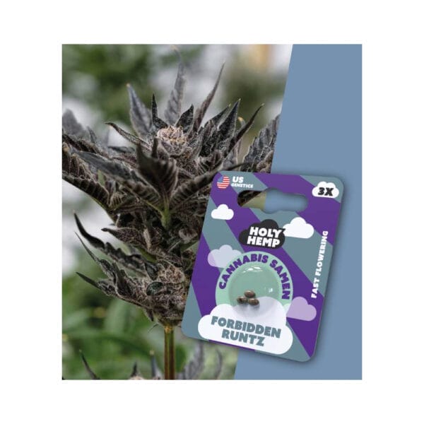Holy Hemp Cannabis Samen Forbidden Runtz