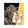 Holy Hemp Cannabis Samen Funnel Cake