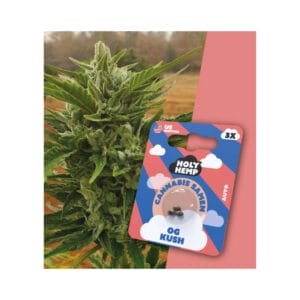 OG Kush THC Samen - Edelhanf - Ihr Premium CBD Shop