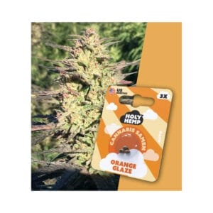 Orange Glaze THC Samen - Edelhanf - Ihr Premium CBD Shop