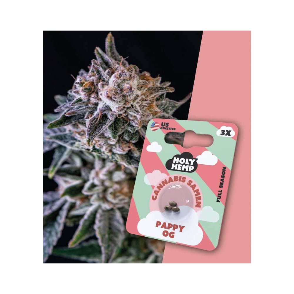 Holy Hemp Pappy OG Cannabis Samen Full Season - Pappy og THC Samen Holy Hemp Cannabis Samen Pappy OG