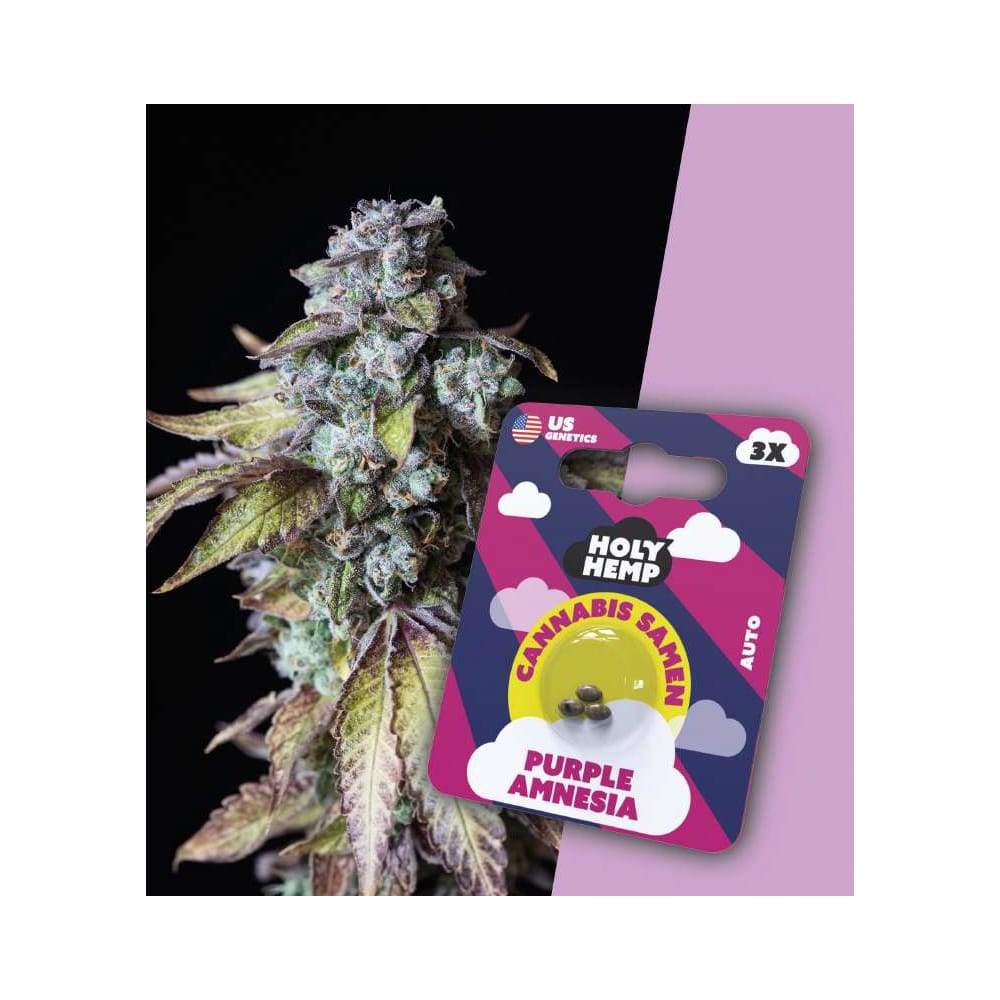 Holy Hemp Purple Amnesia Cannabis Samen Auto Flowering - Purple Amnezia THC Samen Holy Hemp Purple Amnesia Cannabis Samen