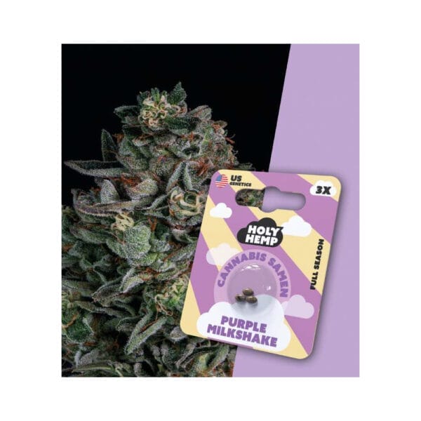 Holy Hemp Purple Milkshake Cannabis Samen