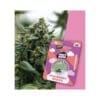 Holy Hemp Cannabis Samen Strawberry Guava
