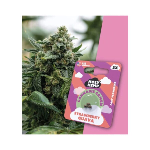 Holy Hemp Cannabis Samen Strawberry Guava
