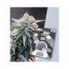 Holy Hemp White Widow Cannabis Samen Auto Flowering - White Widow THC Samen Holy Hemp White Widow Cannabis Samen
