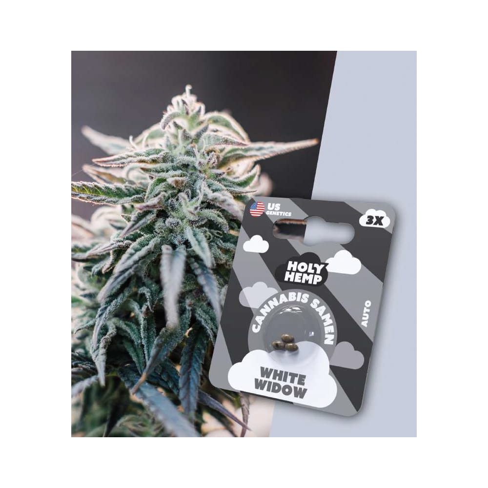 Holy Hemp White Widow Cannabis Samen Auto Flowering - White Widow THC Samen Holy Hemp White Widow Cannabis Samen