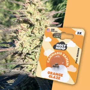 Holy Hemp Orange Glaze Cannabis Samen