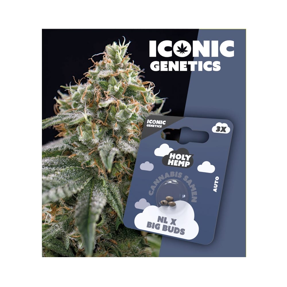 Holy Hemp NL x Big Buds Cannabis Samen Auto Flowering - Holy Hemp NL x Big Buds Iconic Cannabis Samen