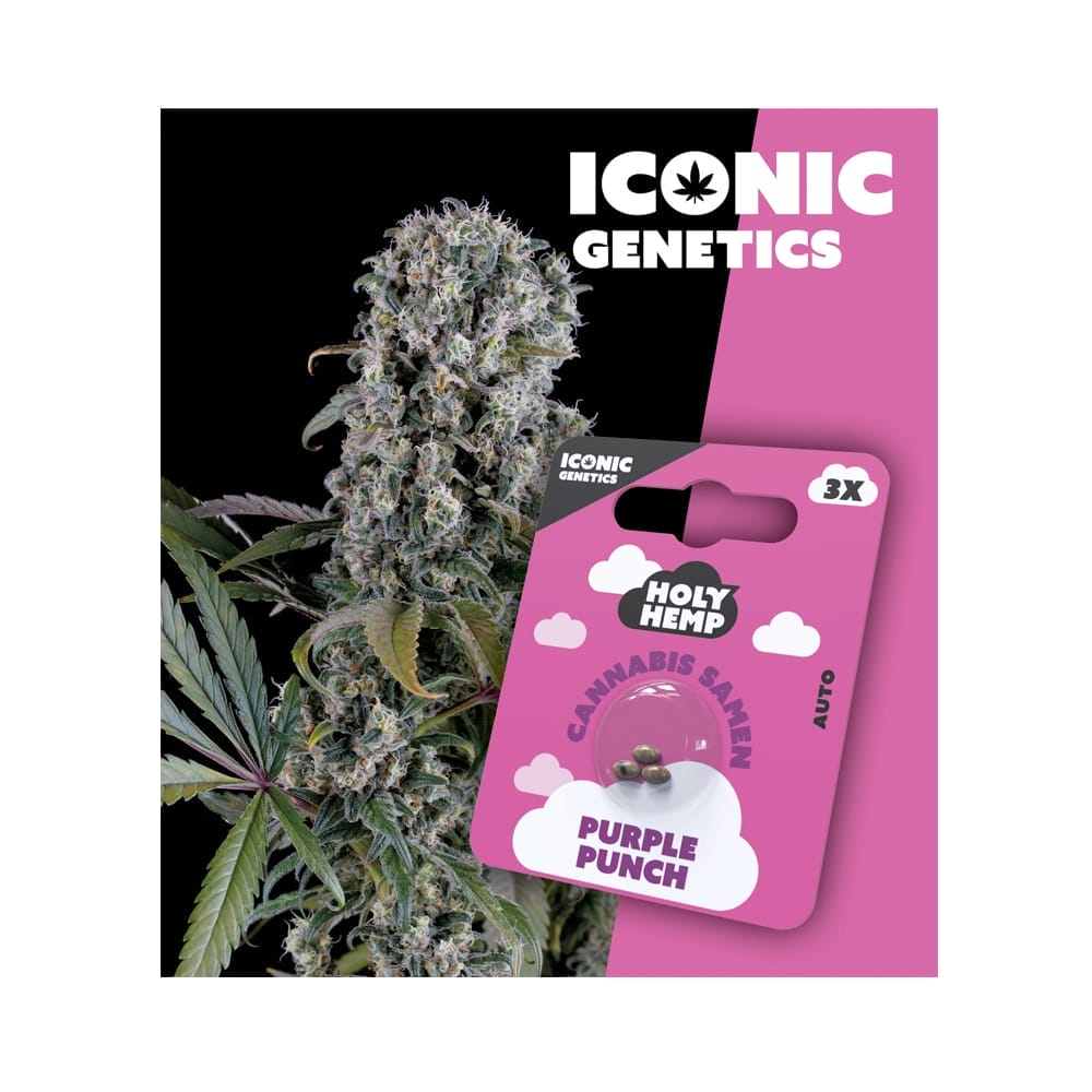 Holy Hemp Purple Punch Cannabis Samen Auto Flowering - Cannabis Samen Purple Punch Holy Hemp Purple Punch Cannabis Samen