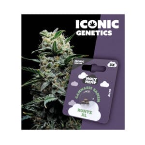Holy Hemp Runtz XL Cannabis Samen