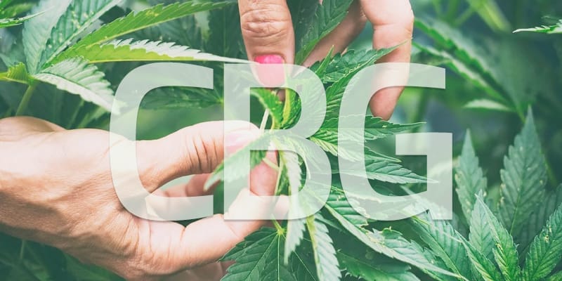 CBG - Edelhanf - Ihr Premium CBD Shop