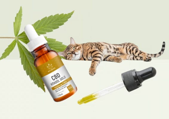 Schmerzmittel Katzen - Edelhanf - Ihr Premium CBD Shop