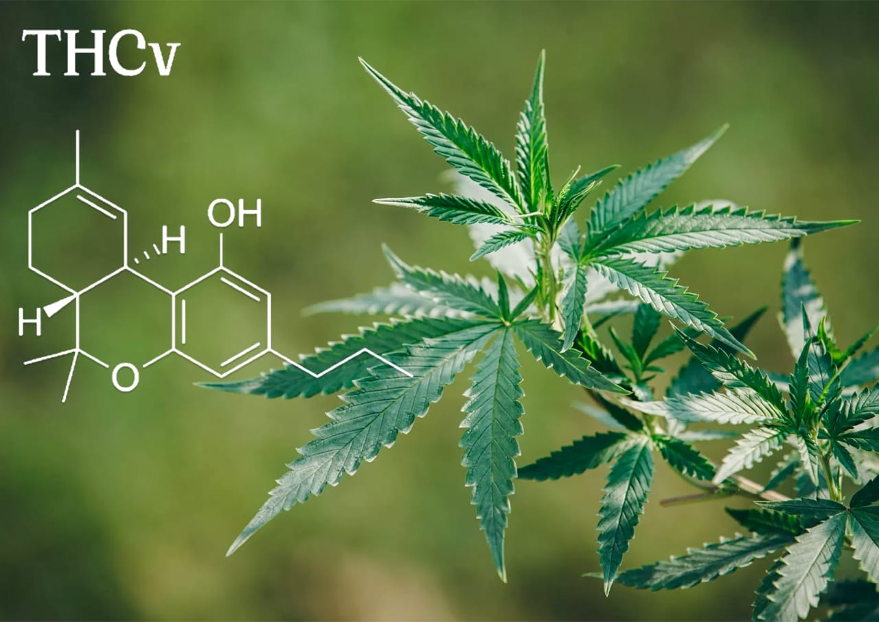 Was ist THCv - Wirkung und rechtlicher Status - THCv THCv - Edelhanf - Ihr Premium CBD Shop
