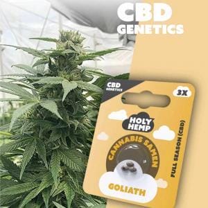 Holy Hemp Goliath CBD Samen