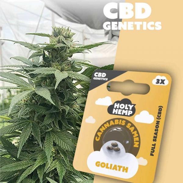 Holy Hemp Goliath CBD Samen