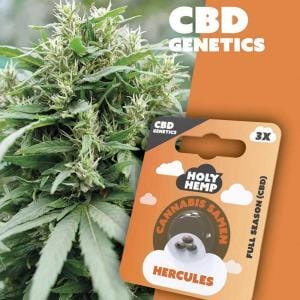 Holy Hemp Hercules CBD Samen