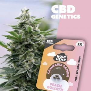 Holy Hemp Peach Goliath CBD Samen