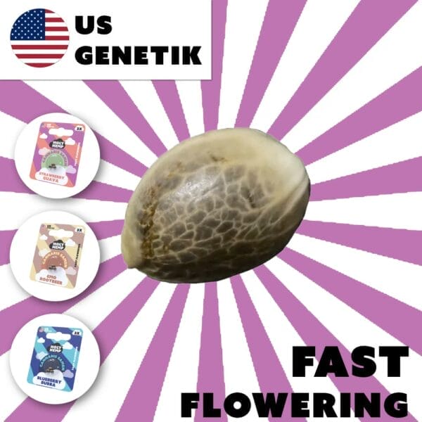 Fast Flowering Cannabis Samen (US Genetic)