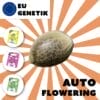 Cannabis Samen Auto Flowering EU Genetics