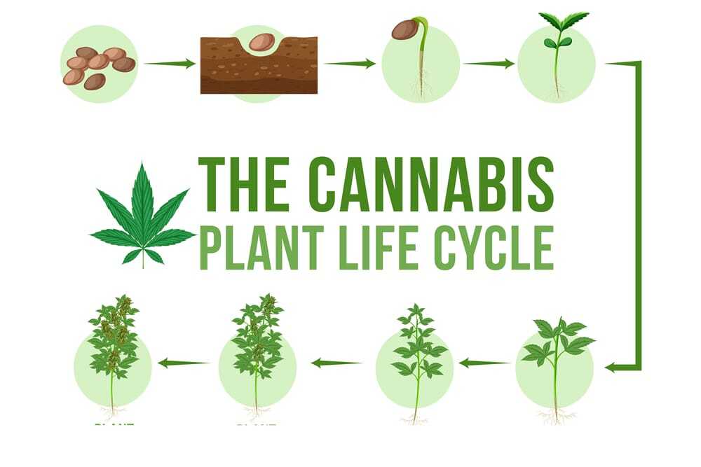 Cannabis keimung - Edelhanf - Ihr Premium CBD Shop