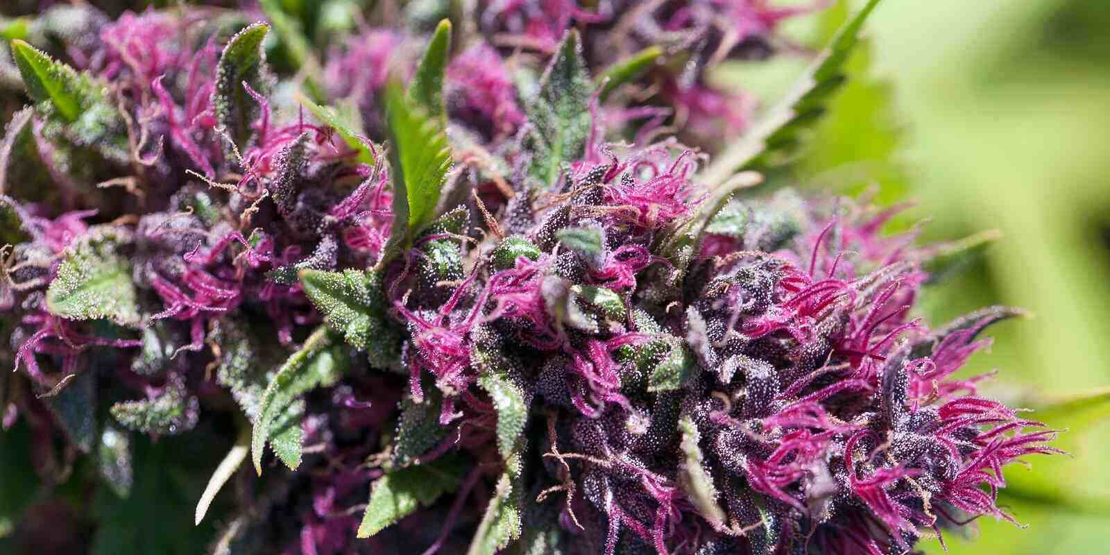 Cannabisblueten - Edelhanf - Ihr Premium CBD Shop