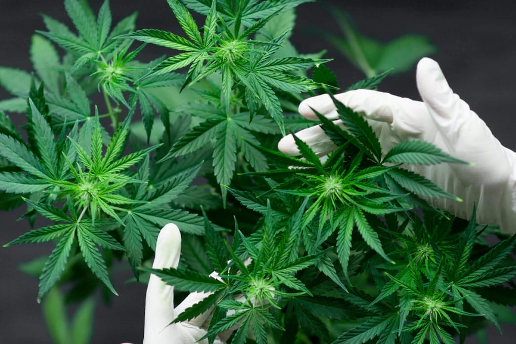 Cannabispflanze kaufen - Edelhanf - Ihr Premium CBD Shop