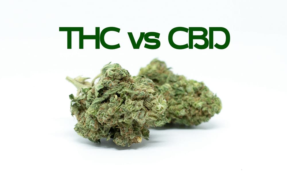 Hanfblueten THC vs CBD - Edelhanf - Ihr Premium CBD Shop