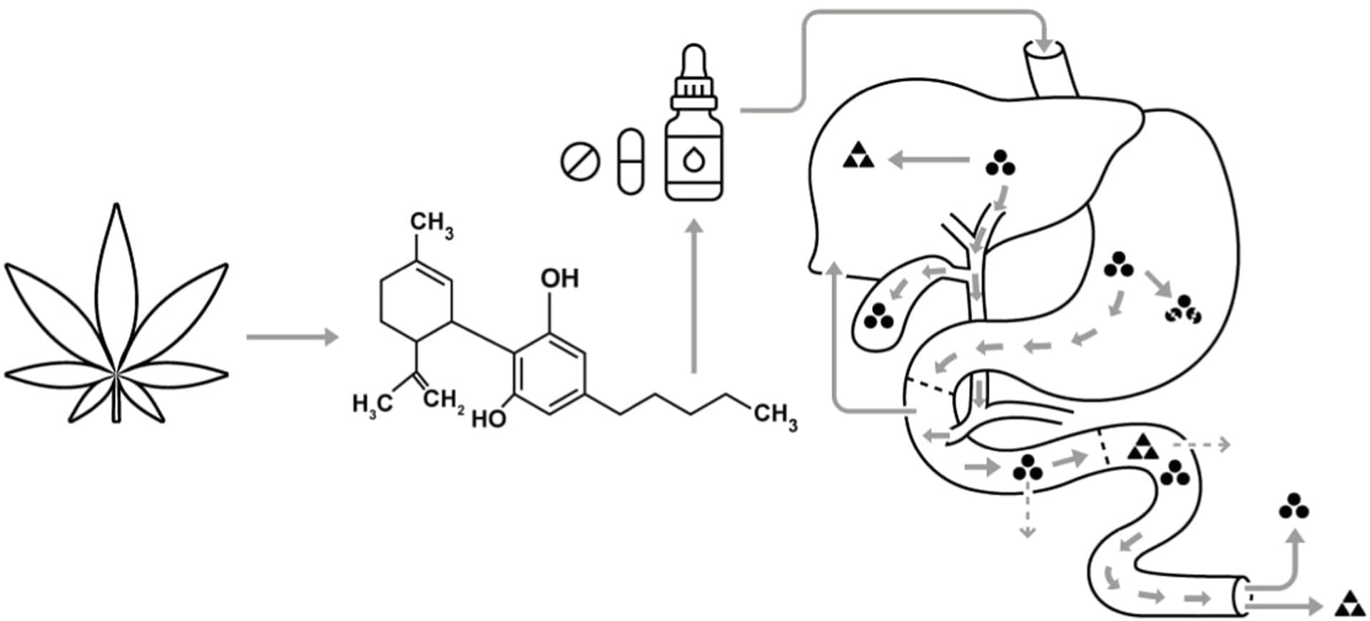 thc abbau 1 - Edelhanf - Ihr Premium CBD Shop