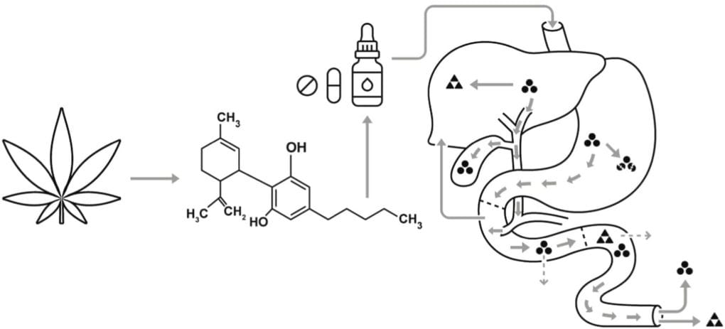 THC Abbau Rechner – Alles, was du über den THC-Abbau im Körper wissen musst - thc abbau 1 thc abbau 1 - Edelhanf - Ihr Premium CBD Shop