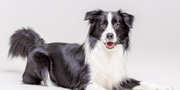 Beitragsbild hund - Edelhanf - Ihr Premium CBD Shop