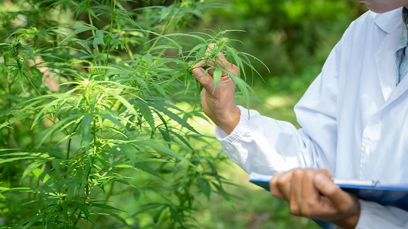 CBD Bueten Unterschiede - Edelhanf - Ihr Premium CBD Shop