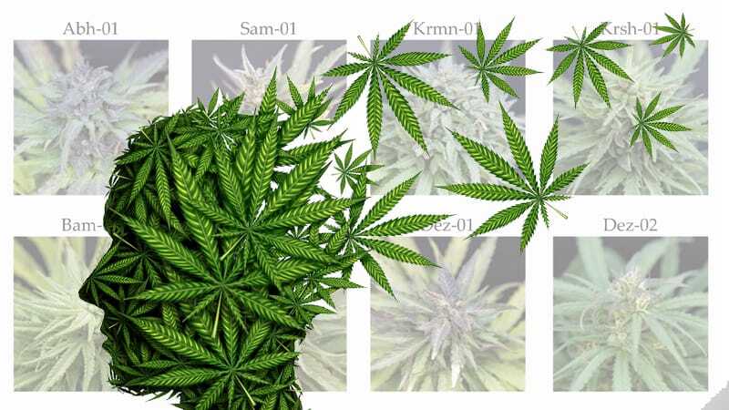 Cannabis Sorten Im Vergleich: Unterschiede, Typen & Eigenschaften