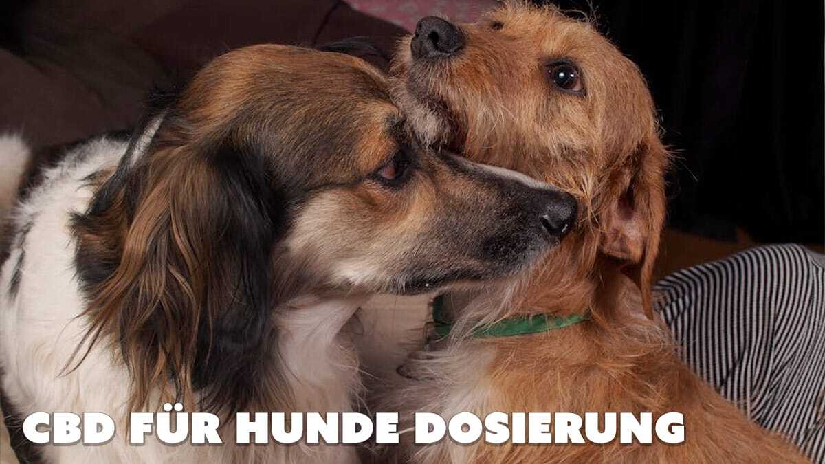 cbd fuer hunde dosieruyng - Edelhanf - Ihr Premium CBD Shop