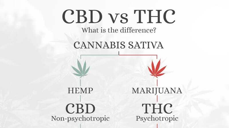 macht cbd high - Edelhanf - Ihr Premium CBD Shop