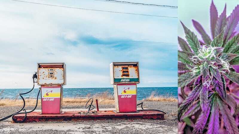 Kann Man CBD Blten Legal An Der Tankstelle Kaufen?