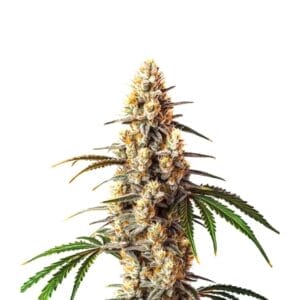 Barneys Farm Critical Kush feminisierte Cannabis Samen
