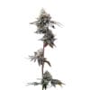 Barneys Farm GMO Cookies Cannabis Samen
