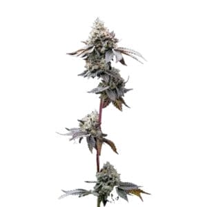 Barneys Farm GMO Cookies Cannabis Samen