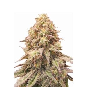 Barneys Farm Gorilla Zkittlez Cannabis Samen