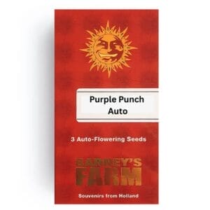 Barneys Farm Purple Punch Cannabis Samen Auto Flowering - Barneys Farm Purple Punch Auto Feminised 1 Barneys Farm Purple Punch Auto Feminised 1 - Edelhanf - Ihr Premium CBD Shop