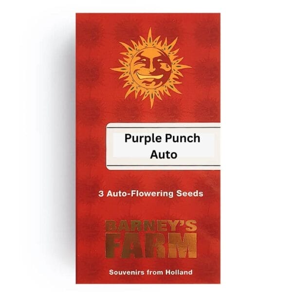 Barneys Farm Purple Punch Cannabis Samen Auto Flowering – Bild 2