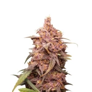 Barneys Farm Purple Punch Cannabis Samen