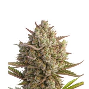 Dutch Passion Blueberry Cannabis Samen